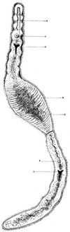 Einugiges Engmaul (Stenostomum monocelis). Stark vergrert.