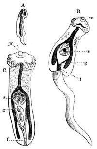 Doppelloch (Distomum echinatum). A Amme. B Cercarie. C Eingekapselte Larven. Vergrert.