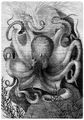 Brehm, Alfred/Brehms Thierleben/Niedere Thiere/Der Kreis der Weichthiere/Erste Ordnung: Zweikiemer (Dibranchiata)/Familie: Achtfer (Octopoden)/1. Sippe: Kraken (Octopus)/Gemeiner Krake (Octopus vulgaris)