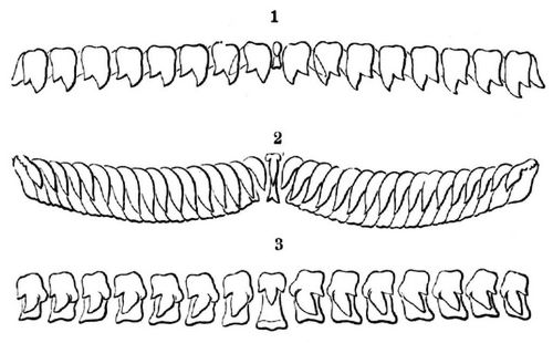 Zahnreihe aus der Reibeplatte von 1 Limnaeus stagnalis, 2 Ancylus fluviatilis, 3 Succinea amphibia. ...