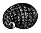 Gemeine Schwimmschnecke (Nerita fluviatilis). Natrliche Gre.