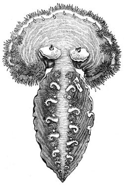 Schleierschnecke (Tethys fimbria). Natrliche Gre.