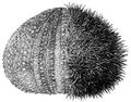Brehm, Alfred/Brehms Thierleben/Niedere Thiere/Der Kreis der Stachelhuter/Zweite Ordnung: Seeigel (Echinoidea)
