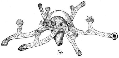Kriechqualle (Clavatella prolifera). Vergrert und in natrlicher Gre.
