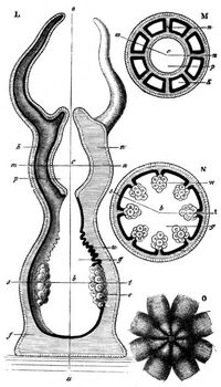 Monoxenia Darwinii. Vergrert. L Lngsschnitt, links durch ein Magenfach, rechts durch eine Scheidewand; M Querschnitt durch die Linie m n; N Querschnitt durch die Linie s b t; O die achtlippige Mundffnung mit der Basis der Arme; a b c o Hauptaxe, p Schlundhhle, g Magenhhle, k Magenfcher, w radiale Septa oder Scheidewnde der Magenfcher, e Eierhaufen, u Magenschnre, f Muskel- und Bindegewebemasse.