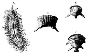 Vernderliche Fcherkoralle (Flabellum variabile). Natrliche Gre.