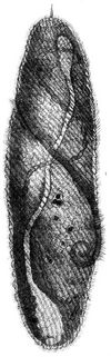 Spiralmund (Spirostomum ambiguum). Stark vergrert. (Nach dem Leben von Simroth.)