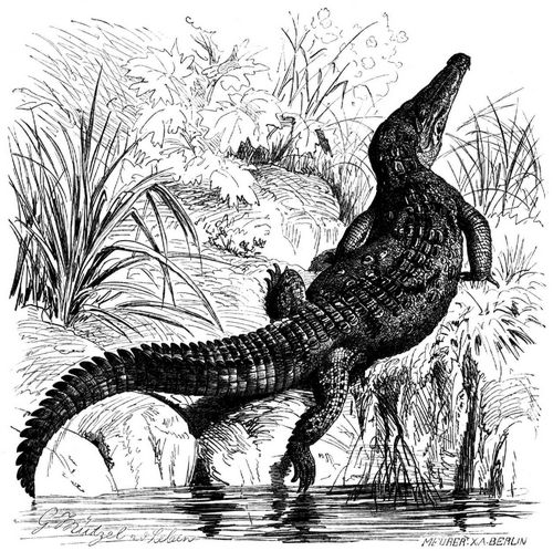 Spitzkrokodil (Crocodilus acutus). 1/30 natrl. Gre.