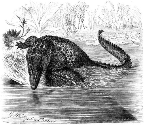 Leistenkrokodil (Crocodilus biporcatus). 1/30 natrl. Gre.