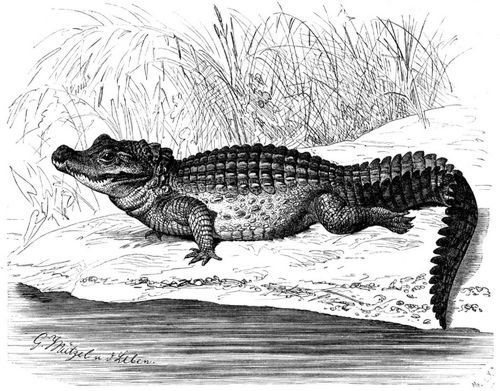Stumpfkrokodil (Crocodilus frontatus).