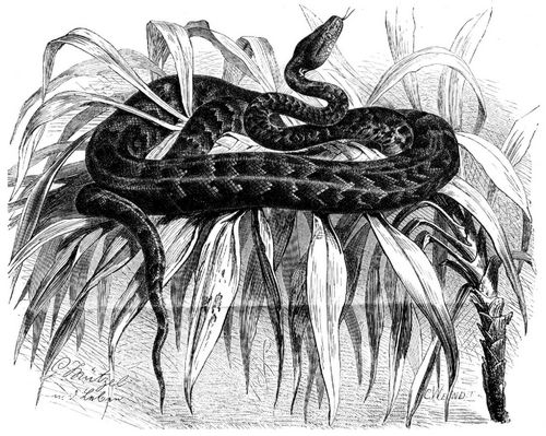 Schlankboa (Homalochilus striatus). 1/6 natrl. Gre.