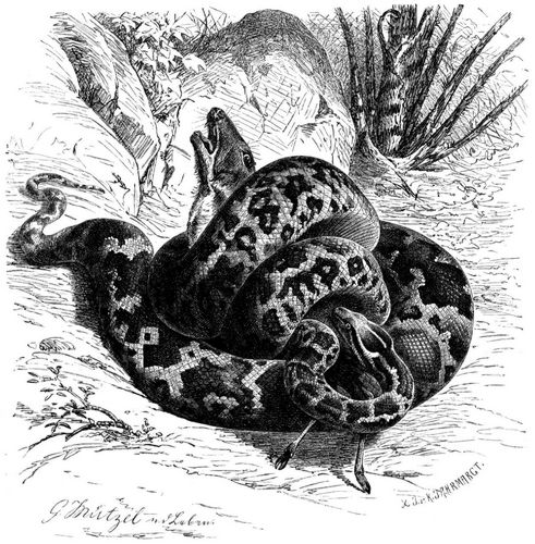 Tigerschlange (Python molurus). 1/10 natrl. Gre.