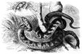 Brehm, Alfred/Brehms Thierleben/Kriechthiere/Dritte Reihe: Echsen (Squamata)/Vierte Ordnung: Schlangen (Ophidia)/Sechste Familie: Nattern (Colubridae)/6. Sippe: Zornschlangen (Zamenis)/Balkennatter (Zamenis jaculator)