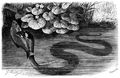 Brehm, Alfred/Brehms Thierleben/Kriechthiere/Dritte Reihe: Echsen (Squamata)/Vierte Ordnung: Schlangen (Ophidia)/Sechste Familie: Nattern (Colubridae)/9. Sippe: Kielrckennattern (Tropidonotus)/Ringelnatter (Tropidonotus natrix)