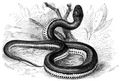 Brehm, Alfred/Brehms Thierleben/Kriechthiere/Dritte Reihe: Echsen (Squamata)/Vierte Ordnung: Schlangen (Ophidia)/Siebente Familie: Wasserschlangen (Homalopsidae)