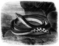 Brehm, Alfred/Brehms Thierleben/Kriechthiere/Dritte Reihe: Echsen (Squamata)/Vierte Ordnung: Schlangen (Ophidia)/Vierzehnte Familie: Seeschlangen (Hydrini)/3. Sippe: Pelamiden (Pelamis)/Plttchenschlange (Pelamis bicolor)