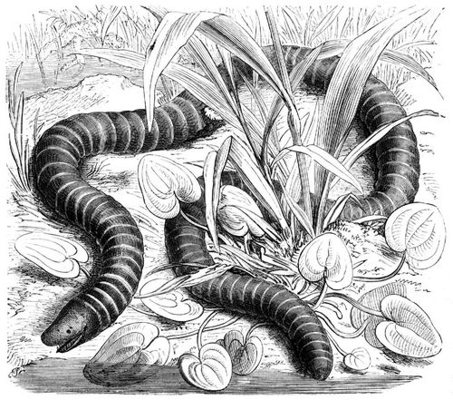 Loch- oder Ringelwhle (Siphonops annulata). Natrliche Gre.