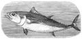 Brehm, Alfred/Brehms Thierleben/Fische/Zweite Reihe: Knochenfische (Teleostei)/Zweite Ordnung: Stachelflosser (Acanthopteri)/Elfte Familie: Makrelen (Scombridae)/2. Sippe: Tunfische (Thynnus)/Tun (Thynnus vulgaris)