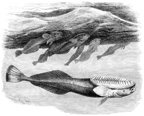 Schildfisch (Echeneis remora). 2/5 natrl. Gre.