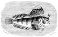 Brehm, Alfred/Brehms Thierleben/Fische/Zweite Reihe: Knochenfische (Teleostei)/Zweite Ordnung: Stachelflosser (Acanthopteri)/Achtzehnte Familie: Schleimfische (Blenniidae)/2. Sippe: Schleimfische (Blennius)/Seeschmetterling (Blennius ocellaris)