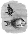 Brehm, Alfred/Brehms Thierleben/Fische/Zweite Reihe: Knochenfische (Teleostei)/Zweite Ordnung: Stachelflosser (Acanthopteri)/Einundzwanzigste Familie: Lederfische (Acronuridae)/1. Sippe: Schnpperfische (Acanthurus)/Seebader (Acanthurus chirurgus)