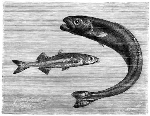 Aehrenfisch (Atherina hepsetus) und Alet (Tetragonurus Cuvieri). 1/2 natrl. Gre.