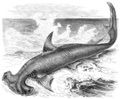 Brehm, Alfred/Brehms Thierleben/Fische/Vierte Reihe: Knorpelfische (Selachii)/Zehnte Ordnung: Haifische (Plagiostomata)/Erste Familie: Menschenhaie (Carchariidae)/3. Sippe: Hammerhaie (Zygaena)/Hammerhai (Zygaena malleus)
