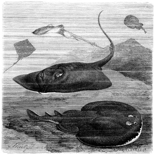 Glattroche (Raja batis) und Zitterroche (Torpedo marmorata). 1/15 natrl. Gre.