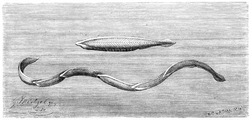 Lanzettfisch (Amphioxus lanceolatus). Natürl. Größe.