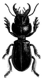 Riesen-Fingerkfer (Scarites pyracmon), natrl. Gre.