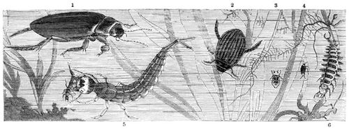 1 Mnnchen, 5 Larve des gesumten Fadenschwimmkfers (Dyticus marginalis). 2 Weibchen des gefurchten Fadenschwimmkfers (Acilius sulcatus, S. 48). 3 Hydroporus elegans (S. 48). 4 Cnemidotus caesus (S. 48). 6 Larve des laufkferartigen Kolbenwasserkfers (Hydrous caraboides, S. 53); nur 3 und 4 schwach vergrert.