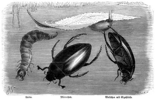 Larve. Männchen. Weibchen mit Eigehäuse. Pechschwarzer Kolben-Wasserkäfer (Hydrophilus piceus), ...