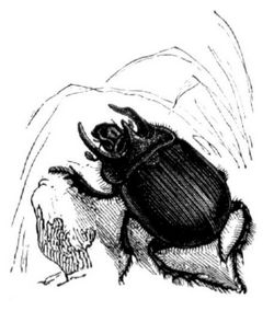Männchen des Dreihorns (Geotrupes Typhoeus), natürl. Größe.