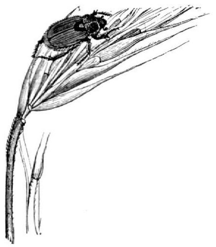 Weibchen des Getreide-Laubkfers (Anisoplia fruticola), natrl. Gre.