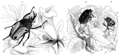 1 Gabelnase (Dicranorrhina Smithi), Mnnchen. 2 Rosenkfer (Cetonia aurata). 3 Gebnderter Pinselkfer (Trichius fasciatus). Alle in natrlicher Gre.