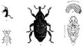 Brehm, Alfred/Brehms Thierleben/Insekten, Tausendfler und Spinnen/Insekten/Erste Ordnung: Kfer (Coleoptera oder Eleutherata)/Vierundzwanzigste Familie: Rsselkfer (Curculionidae)/5. Sippe: Hylobiinen/Groer Fichtenrsselkfer (Hylobius abictis)