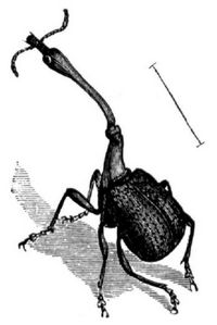 Langhalsiger Dickkopfrler (Apoderus longicollis), Mnnchen; vergrert.