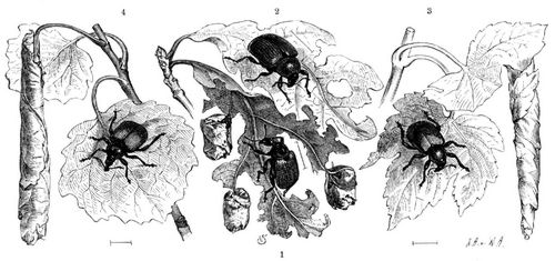 1 Hasel-Dickkopfkfer (Apoderus coryli). 2 Afterrsselkfer (Attelabus curculionoides). 3 ...