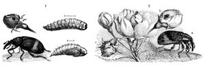 1 Apfelbltenstecher (Anthonomus pomorum) nebst Larve und Puppe; alles vergrert. 2 Birnknospenstecher (Anthonomus pyri), a vergrert, b natrliche Gre, c von der Larve bewohnte Knospe.