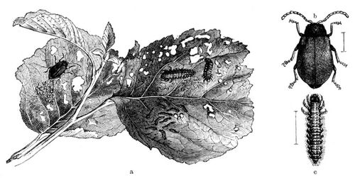 Erlen-Blattkfer (Agelastica alni), a seine verschiedene Stnde und die Wirkungen an Erlenblttern, ...