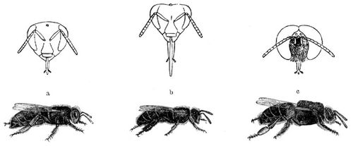 Hausbiene (Apis mellifica). a Knigin, b Arbeiterin, c Drohne, natrl. Gre. Zugehrige Vorderansicht des Kopfes, vergrert, ber jeder der drei Formen.