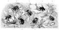 Brehm, Alfred/Brehms Thierleben/Insekten, Tausendfler und Spinnen/Insekten/Zweite Ordnung: Hautflgler, Immen (Hymenoptera, Piezata)/Erste Familie: Blumenwespen, Bienen (Hymenoptera anthophila)/4. Sippe: Schienensammler (Podilegiden)/Gemeine Hornbiene (Eucera longicornis)