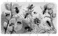 Brehm, Alfred/Brehms Thierleben/Insekten, Tausendfler und Spinnen/Insekten/Zweite Ordnung: Hautflgler, Immen (Hymenoptera, Piezata)/Erste Familie: Blumenwespen, Bienen (Hymenoptera anthophila)/5. Sippe: Schenkelsammler (Merilegiden)/Rauhfige Brstenbiene (Dasypoda hirtipes)