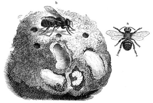 a Mnnchen, b Weibchen der Mrtelbiene (Chalicodoma muraria) nebst theilweise geffnetem Neste an ...