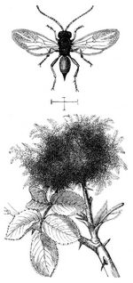 Rosen-Gallwespe (Rhodites rosae), vergrert, und ihre Galle.