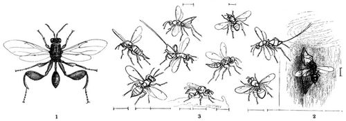 1 Gestielte Schenkelwespe (Smicra clavipes). 2 Pteromalus puparum. 3 Skizzen verschiedener Chalcidier. Alles vergrert.