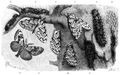 Brehm, Alfred/Brehms Thierleben/Insekten, Tausendfler und Spinnen/Insekten/Dritte Ordnung: Schmetterlinge, Falter (Lepidoptera, Glossata)/Fnfte Familie: Spinner (Bombycidae)/5. Sippe: Streckfe, Liparinen/Nonne (Ocneria monacha)