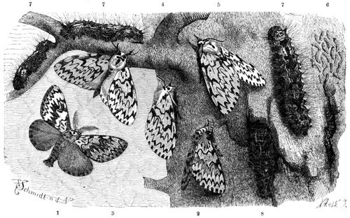 Nonne (Ocneria monacha), 1, 2 Mnnchen, 3-5 Weibchen, 6 Raupenspiegel, 7 Raupe, 8 Puppe. Alles natrliche Gre.