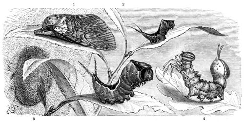 1 Groer Gabelschwanz (Harpyia vinula), 2 seine Raupe in verschiedenen Gren, 3 Puppengespinst an einem Stamme. 4 Raupe des Buchenspinners (Stauropus fagi). Alles natrliche Gre.