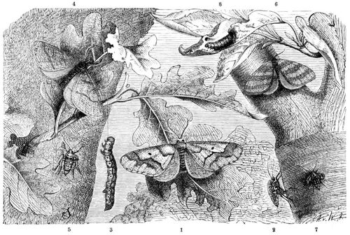 Groer Frostspanner (Hibernia defoliaria), 1 Mnnchen, 2 Weibchen, 3 Raupe. Hibernia aurantiaria, 4 Mnnchen, 5 Weibchen. Kleiner Frostspanner (Cheimatobia brumata), 6 Mnnchen, 7 Weibchen, 8 Raupe. Alle in natrlicher Gre.